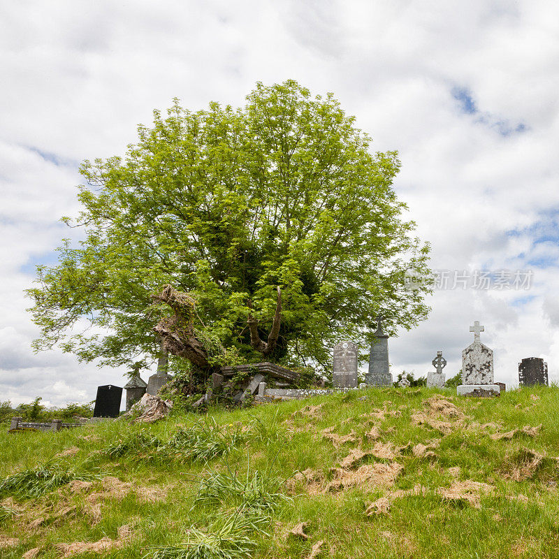 Seán na Sagart树在Ballintubber修道院，爱尔兰梅奥县。